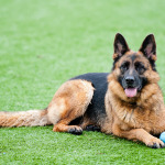 Pet Friendly Astroturf is a Great Choice for Homeowners With Dogs