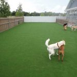 Choosing Pet Friendly Astroturf For Your Lawn