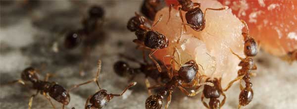 ant extermination Malvern