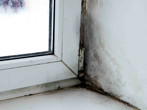 mould specialist Melbourne